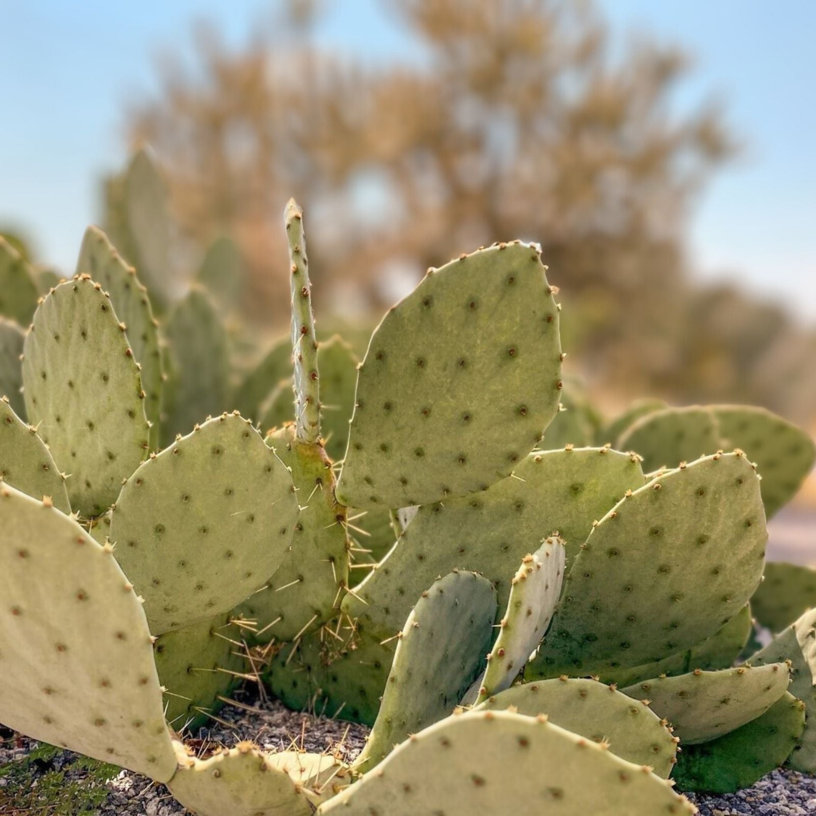 Prickly Pear Cactus Cutting Opuntia Succulent Plant 1 Fresh Pad Garden Houseplant Live Plant