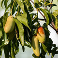 Tigertooth Jujube Tree Cutting Ziziphus jujuba Graft Scion Live Plant Starter Bare Root