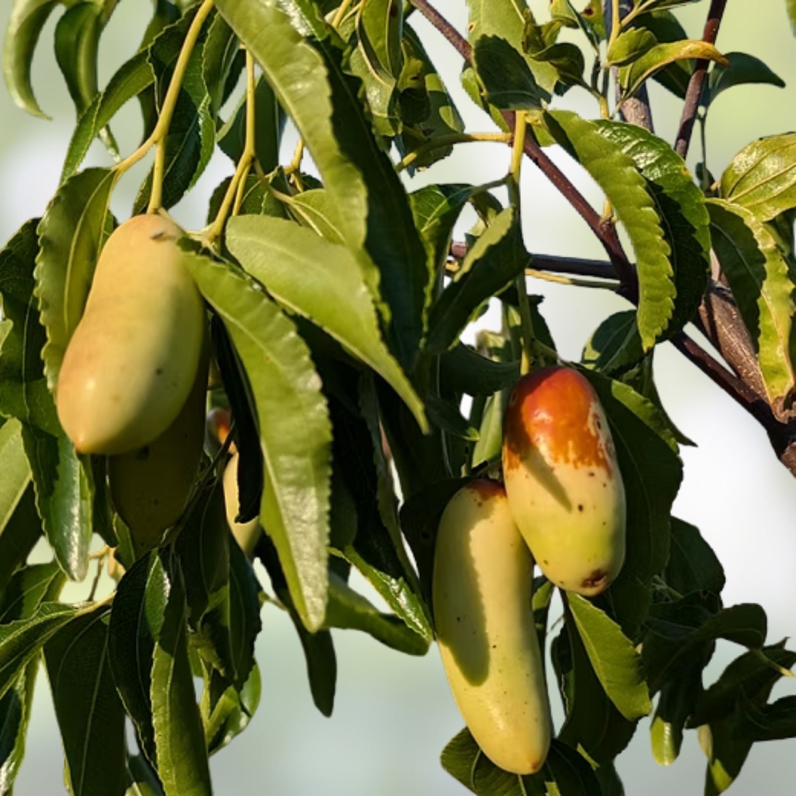 Tigertooth Jujube Tree Cutting Ziziphus jujuba Graft Scion Live Plant Starter Bare Root