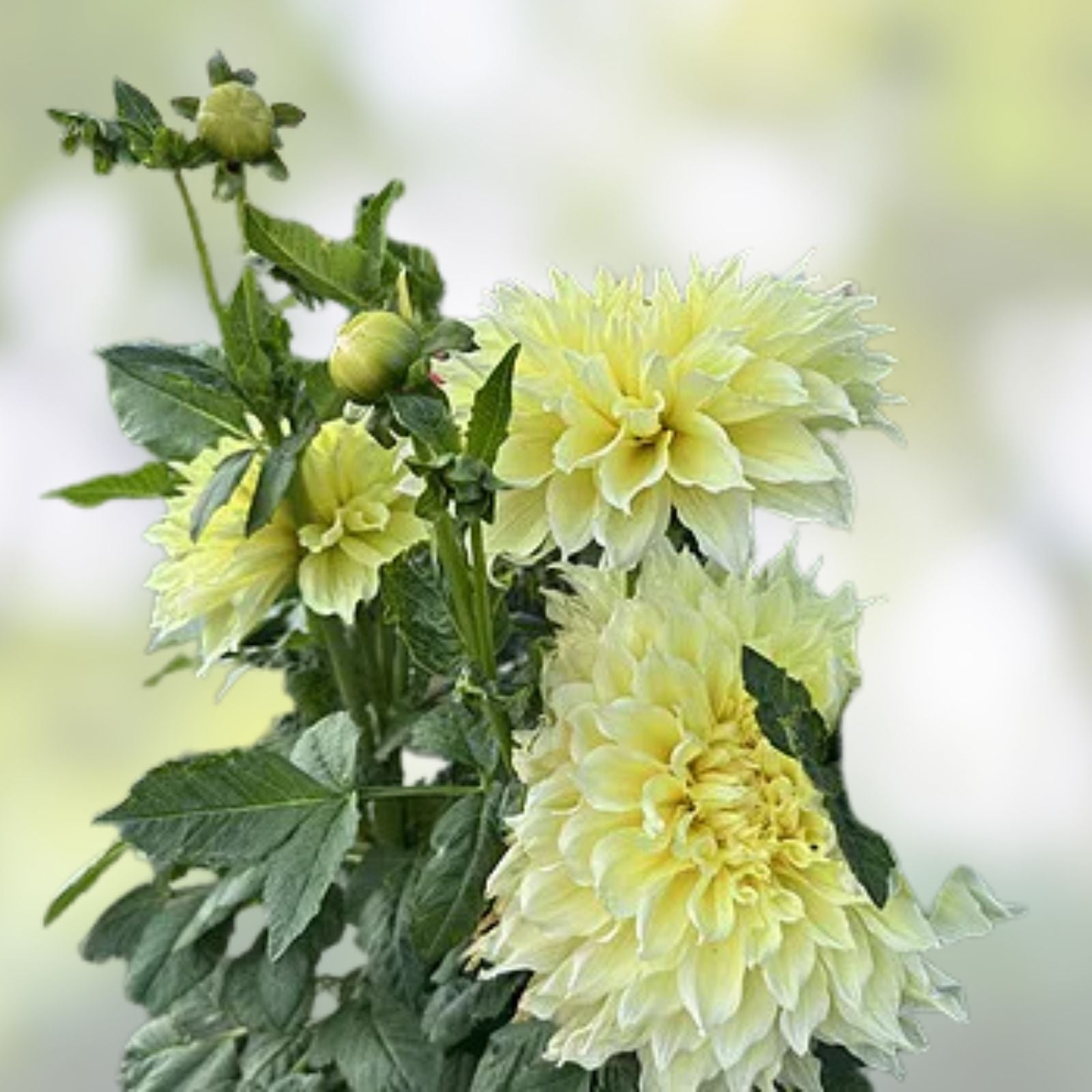 Dahlia Bulb Kelvin Floodlight Yellow Dinnerplate Hybrid Live Plant Tuber Full Sun 12" Blooms Deer Resistant