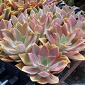 Echeveria Cuttings, Graptoveria Fred Ives, Multicolor Succulent, Live Plant Propagation, Rosette Succulent, Starter Plant