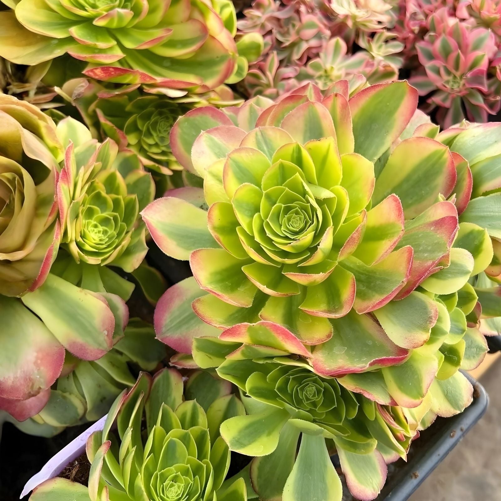 Rare Aeonium Pink Edges Succulent Cutting 4-6" Live Plant Indoor Garden Houseplant Collector