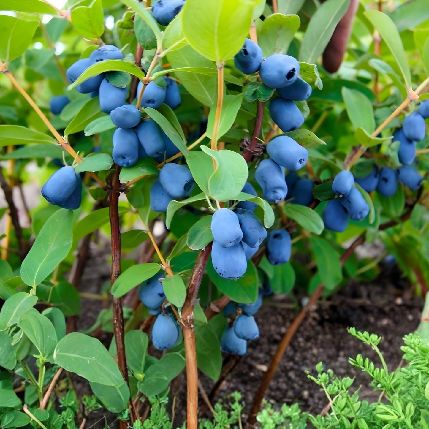 Honeyberry Cuttings 8 pcs 4-8" Giant Blue Boreal Blue Moose Lonicera caerulea Not Dormant, Fresh Harvest Quality