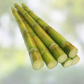 6 PCS Live Green Sugarcane Plants, Sweet Juicy Variety, Tropical Crop, Cutting, Starter Plant, Saccharum officinarum