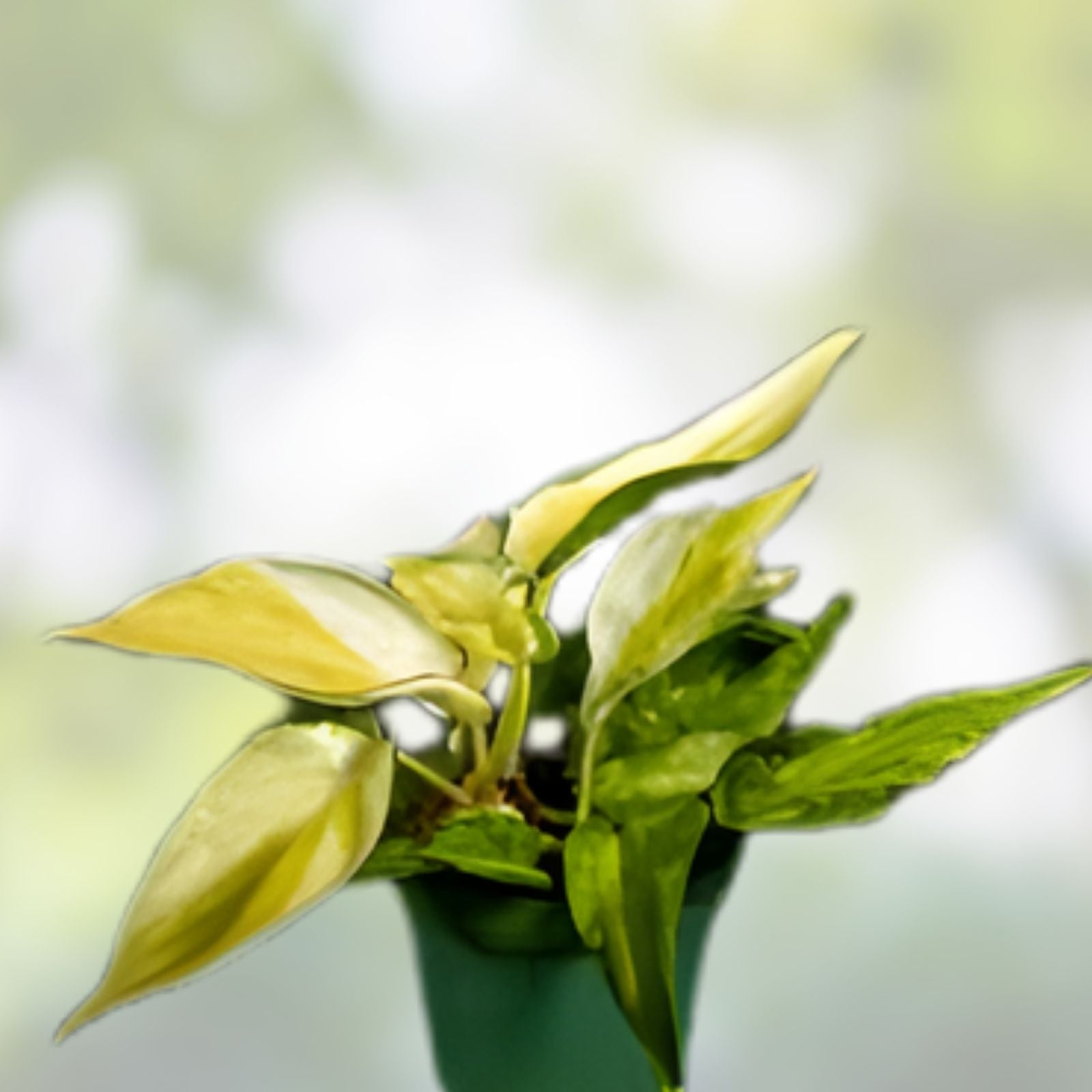 Philodendron Gabby Cutting Live Plant Propagation Indoor Houseplant Fast Growing