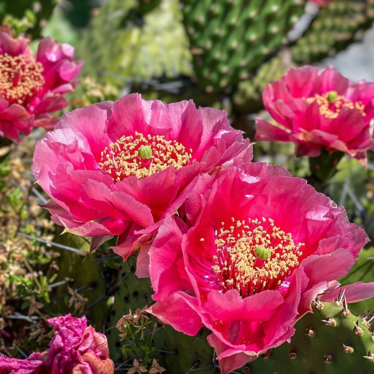 Prickly Pear Cactus Cutting Coral Rose Opuntia debreczyi Succulent Live Plant Garden Landscape Starter