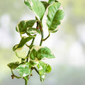 Golden Marble Pothos Plant Cuttings 3 Inch Pot Epipremnum aureum Houseplant Live Starter