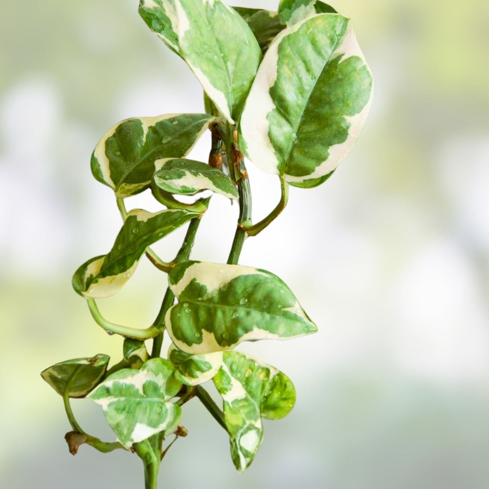 Golden Marble Pothos Plant Cuttings 3 Inch Pot Epipremnum aureum Houseplant Live Starter
