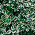 Wintercreeper Euonymus fortunei Cuttings Set of 12, Ground Cover Vines, Live Plant Starter, Easy-to-Root Houseplant Collection