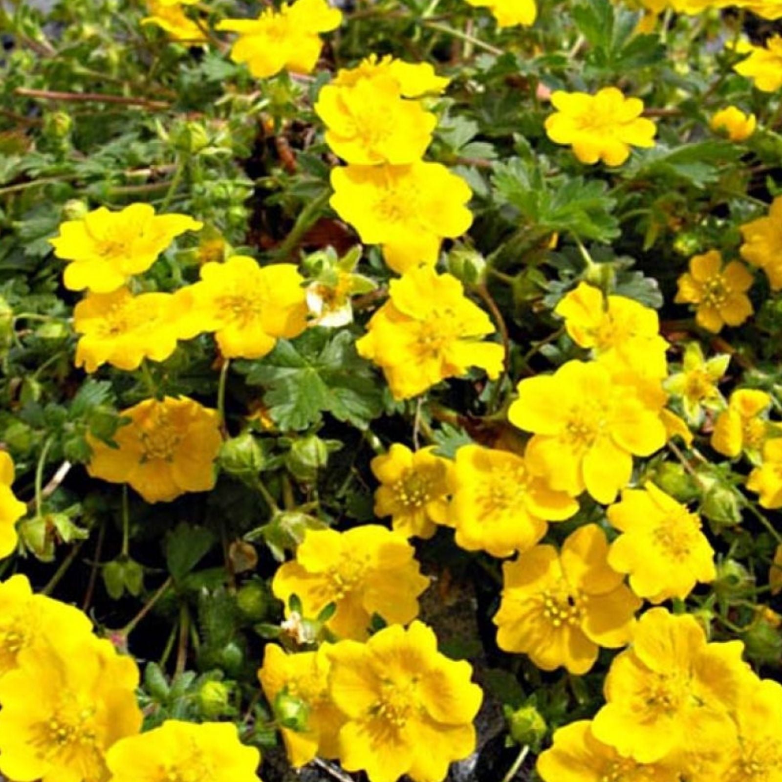 Golden Cinquefoil Seeds 1000 Pack – Potentilla aurea Perennial Flower Seeds for Garden, Live Plant, Fast Shipping