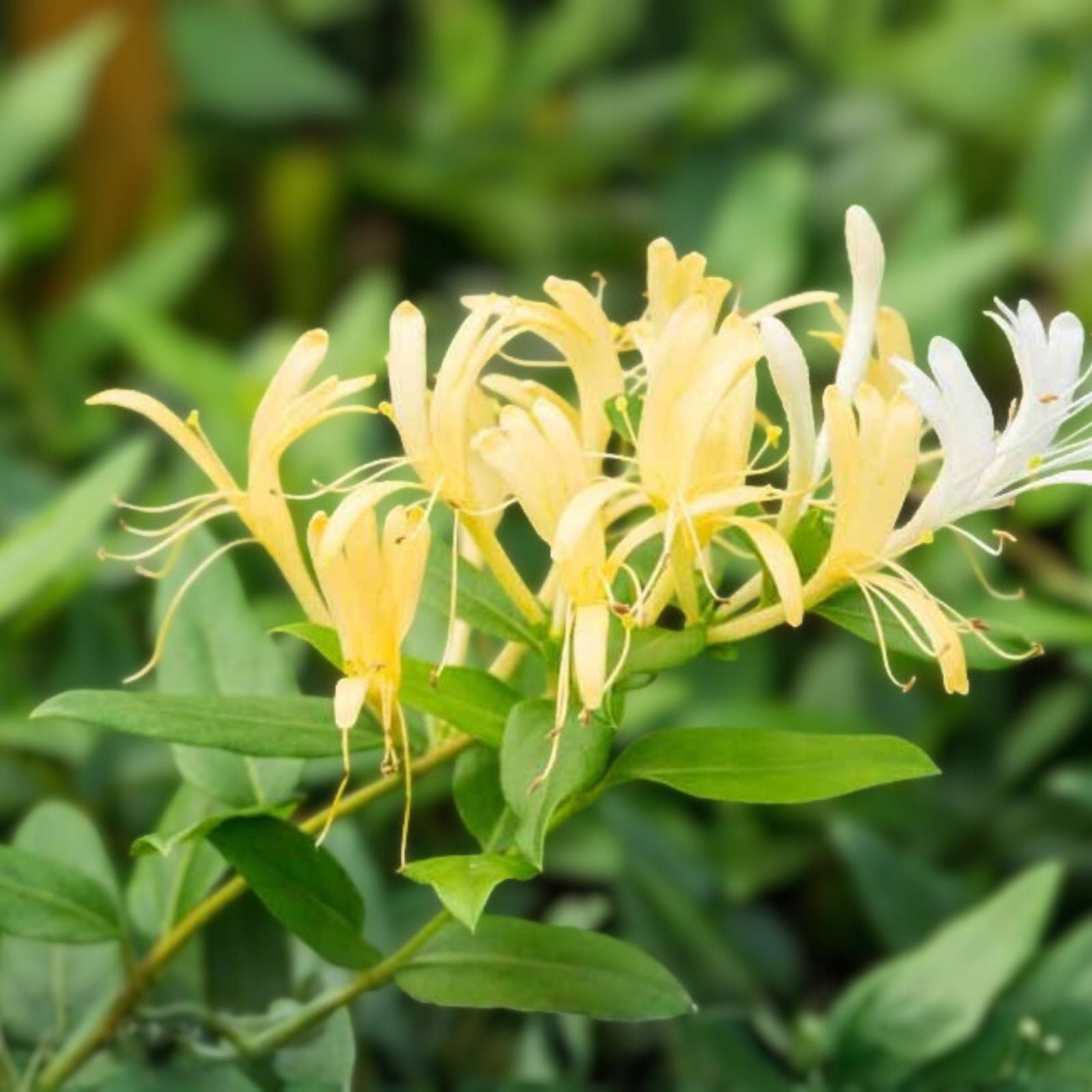 Japanese Honeysuckle Vine Live Plant | Fragrant Lonicera japonica Starter Rooted Plant