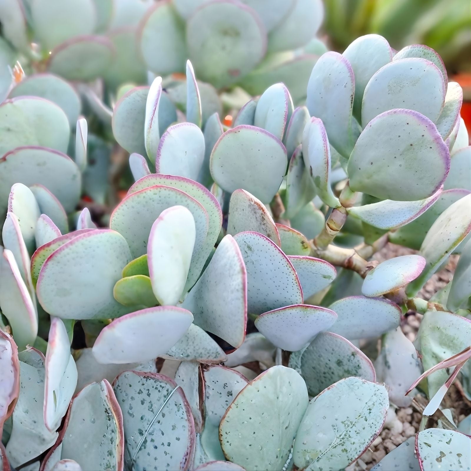 Silver Dollar Jade Succulent Cuttings 3-Pack Crassula arborescens Blue-Grey Foliage Unrooted Starter Plants