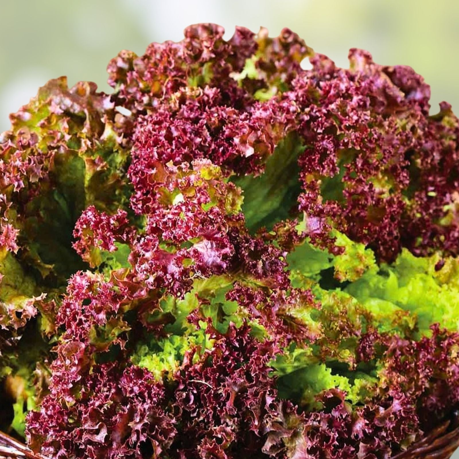 Red Leaf Lettuce Seeds Lolla Rosa Heirloom Non-GMO 500 Seeds for Organic Gardening, Home Garden, Salad Greens, Live Plant, Cutting