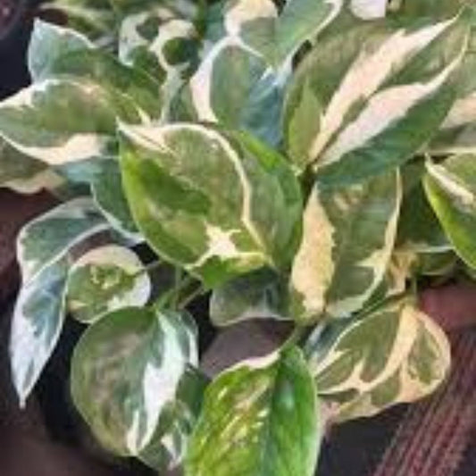 Mystery Plant Cuttings Pothos N'Joy Pearls & Jade Monstera Variegated Indoor Plant for Home Office Decor