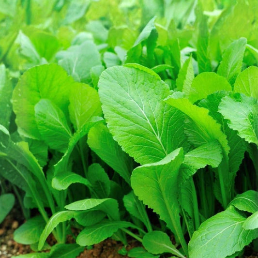 Mustard Green Seeds 500 Count – Non-GMO Brassica juncea Vegetable Seeds, Heirloom, Live Plant, Starter, Cutting, Bare Root