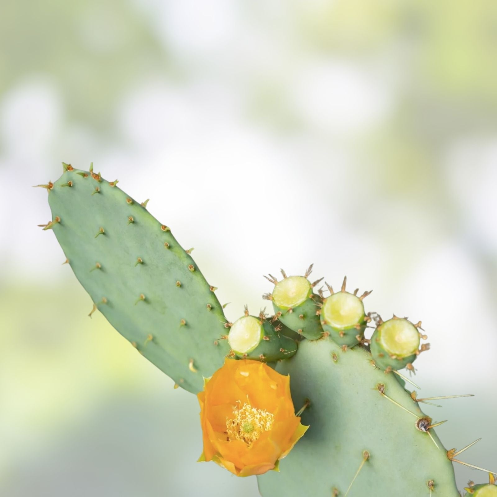 Opuntia Megasperma Prickly Pear Cactus Pad Cutting | Live Plant, Succulent, Houseplant, Propagation, Galapagos
