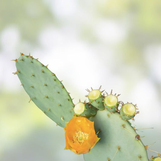 Opuntia Megasperma Prickly Pear Cactus Pad Cutting | Live Plant, Succulent, Houseplant, Propagation, Galapagos