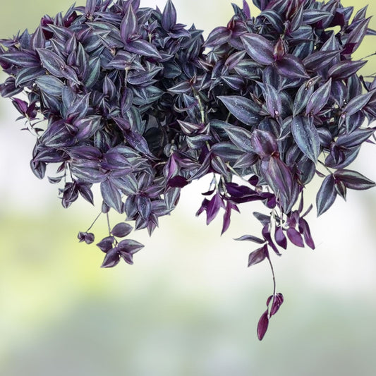 Organic Wandering Jew Cuttings 6" Pink Purple Green Variegated Tradescantia zebrina Live Houseplant Starter