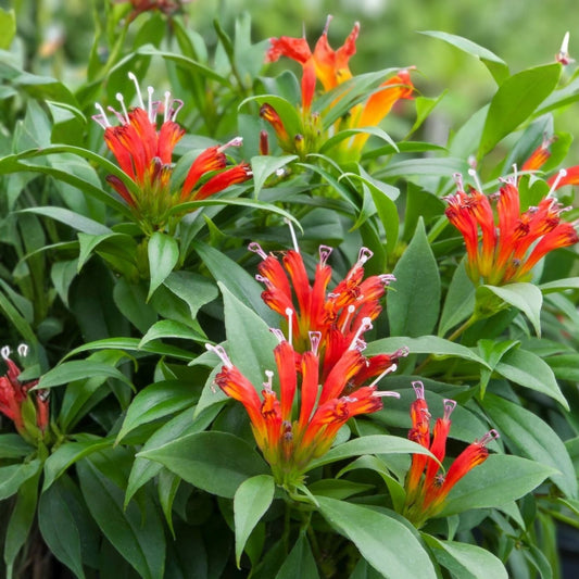 Orange Lipstick Plant Live 4" Pot, Aeschynanthus Xsplendidus, Indoor Flowering Houseplant, Easy to Grow, Bright Orange Flowers