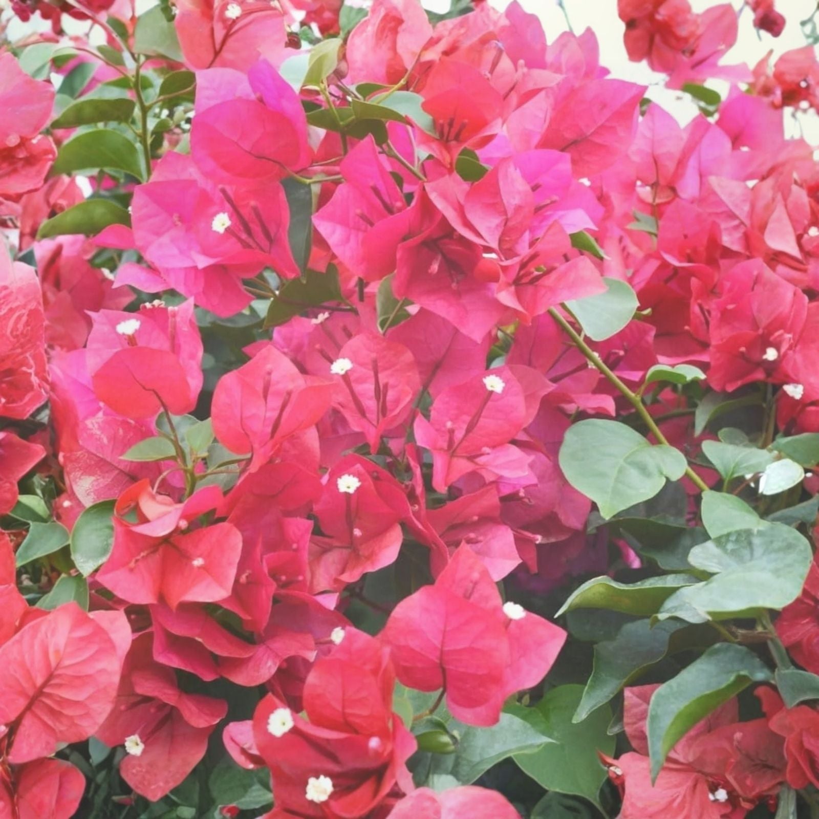 Hot Pink Bougainvillea Plant 6-12" Live Shrub Vine Bougainvillea spectabilis Starter Plant