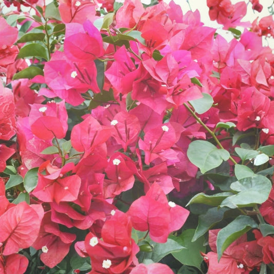 Hot Pink Bougainvillea Plant 6-12" Live Shrub Vine Bougainvillea spectabilis Starter Plant