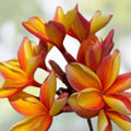Rooted Plumeria Plant Cutting Makaha Sunn 10" Frangipani Live Houseplant or Starter Plant