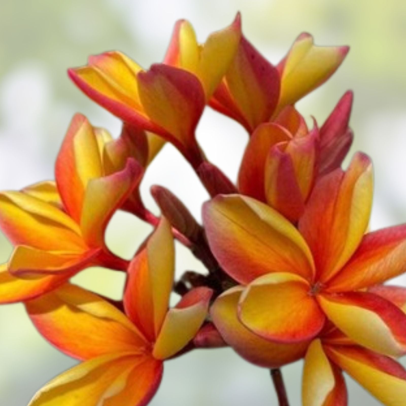 Rooted Plumeria Plant Cutting Makaha Sunn 10" Frangipani Live Houseplant or Starter Plant