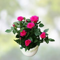 Sahara Rose Plant Cuttings Rosa spp. Rare Propagation Pieces for Rooting Grafting Live Houseplant Starter
