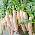 Daikon Radish Seeds 2oz Non-GMO Japanese Raphanus sativus for Gardening, Sprouting, Cooking, Fresh Produce