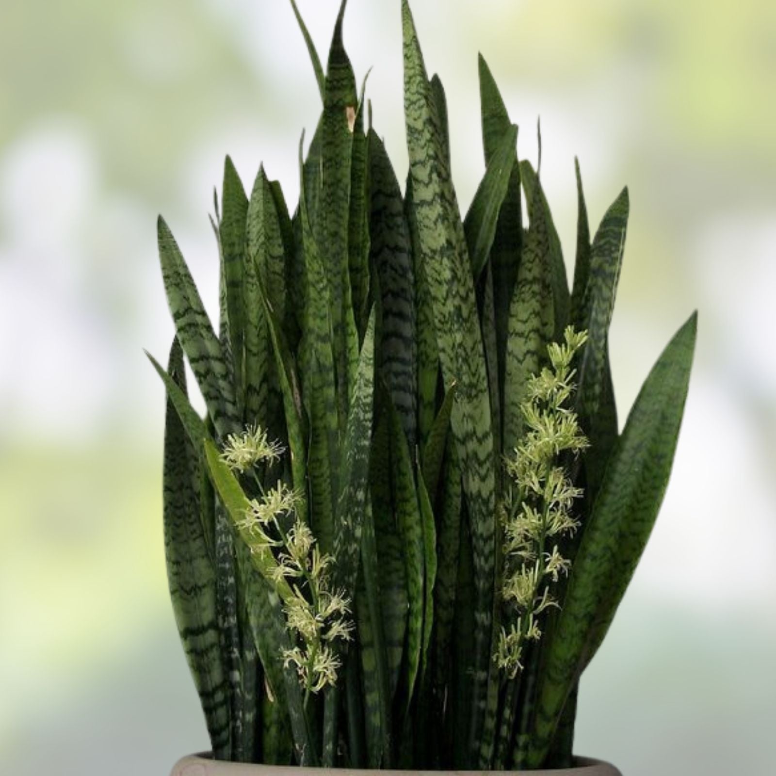 Sansevieria Starter Leaf Cuttings – 3 Hawaii Grown Snake Plant Cuttings – Mother-in-Law's Tongue – Indoor Houseplant