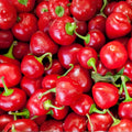 Red Sweet Cherry Pepper Seeds, Heirloom Non-GMO Capsicum annuum, 20+ Live Plant Cuttings, Starter Plant, Houseplant