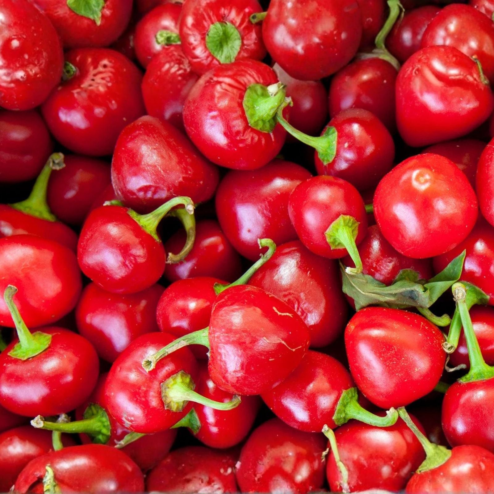 Red Sweet Cherry Pepper Seeds, Heirloom Non-GMO Capsicum annuum, 20+ Live Plant Cuttings, Starter Plant, Houseplant