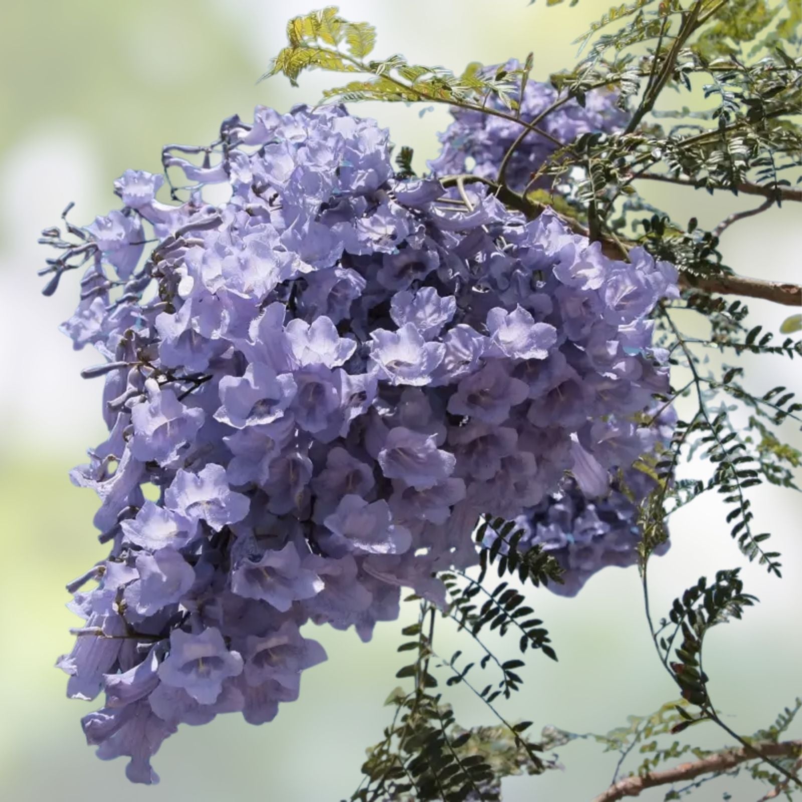 Purple Jacaranda Seeds 40 Count – Fast Growing Flowering Tree, Jacaranda mimosifolia, Ornamental Garden Tree, Live Plant, Starter Seed