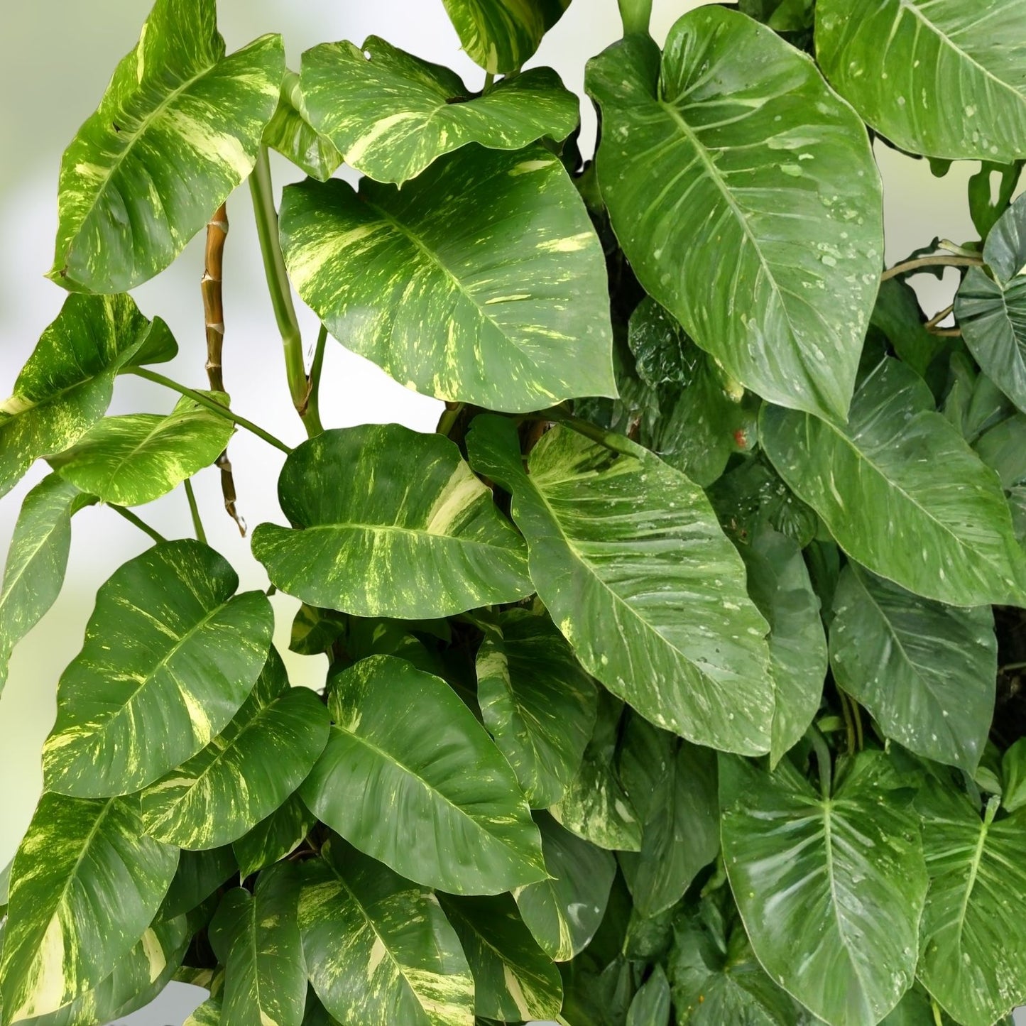 Marble Queen Pothos Live Plant - Variegated Houseplant - Epipremnum aureum - Indoor Air Purifying Plant