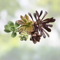 Assorted Succulent Cuttings 15 Varieties Live Plants DIY Arrangements Easy to Grow Houseplants