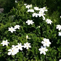 Gardenia Jasminoides August Beauty White Gardenia Cuttings Live Plant Fragrant Easy Care Starter Plant
