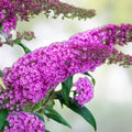Crape Myrtle Cuttings Variegated Dark Pink White Lagerstroemia indica Queens Lace Live Plant Starter