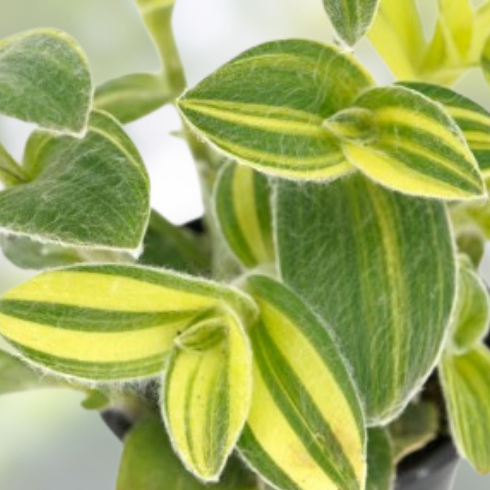 Wandering Jew Plant Cutting - Variegated White Tradescantia - Indoor Houseplant Propagation Material - Fast Shipping