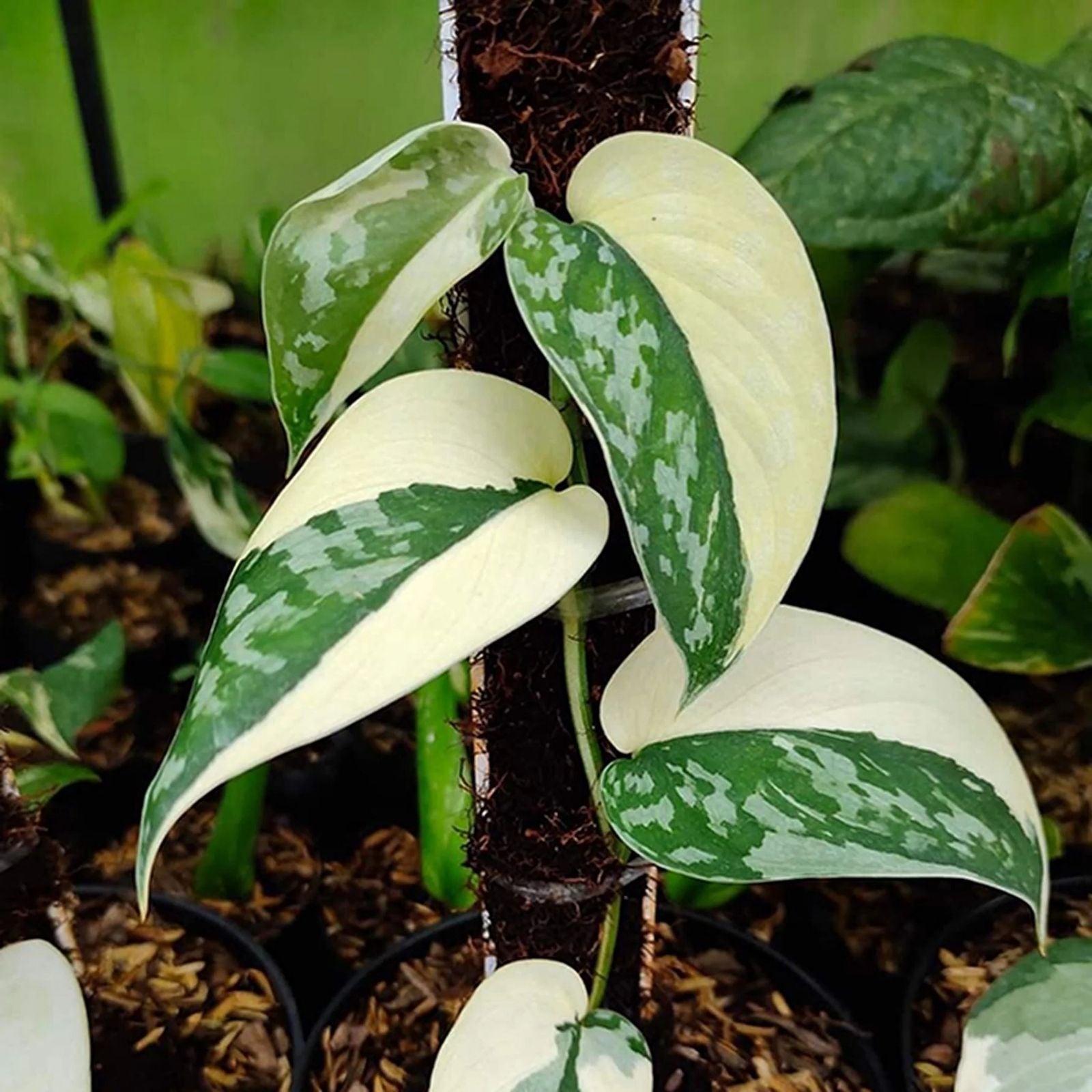 Scindapsus Mayari Rooted Cutting, Indoor Houseplant, Low Variegation, Easy Care, Live Plant, Houseplant, Green Plant, Home Decor