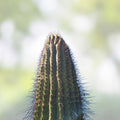 Cereus Leucostele Atacamensis Cactus Cutting 11 Inches – Live Desert Plant for Home Decor, Succulent, Indoor Garden