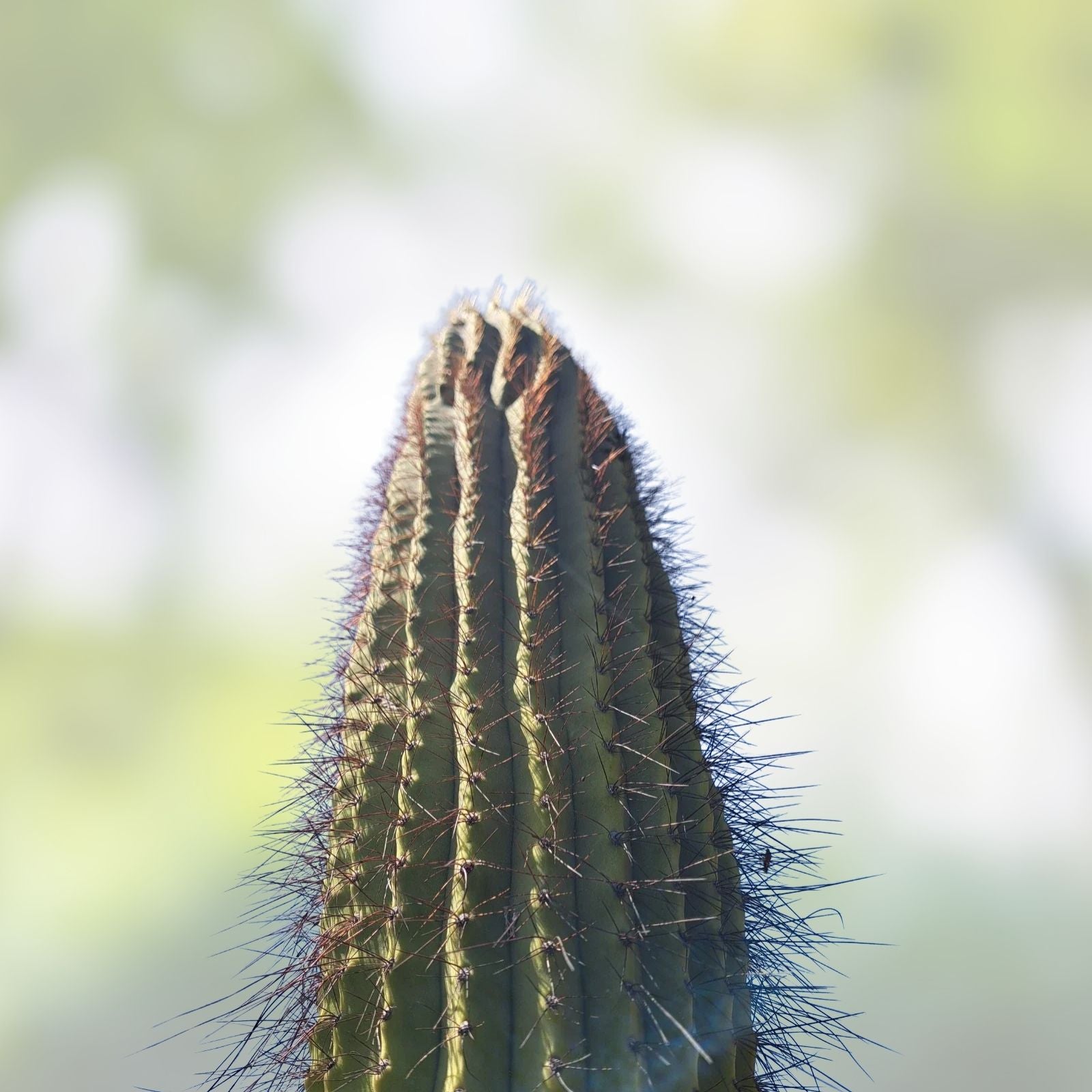 Cereus Leucostele Atacamensis Cactus Cutting 11 Inches – Live Desert Plant for Home Decor, Succulent, Indoor Garden