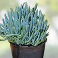 Senecio Mandraliscae Blue Chalk Sticks Succulent Cuttings - Live Plant, Drought-Tolerant, Easy Care, 5-inch