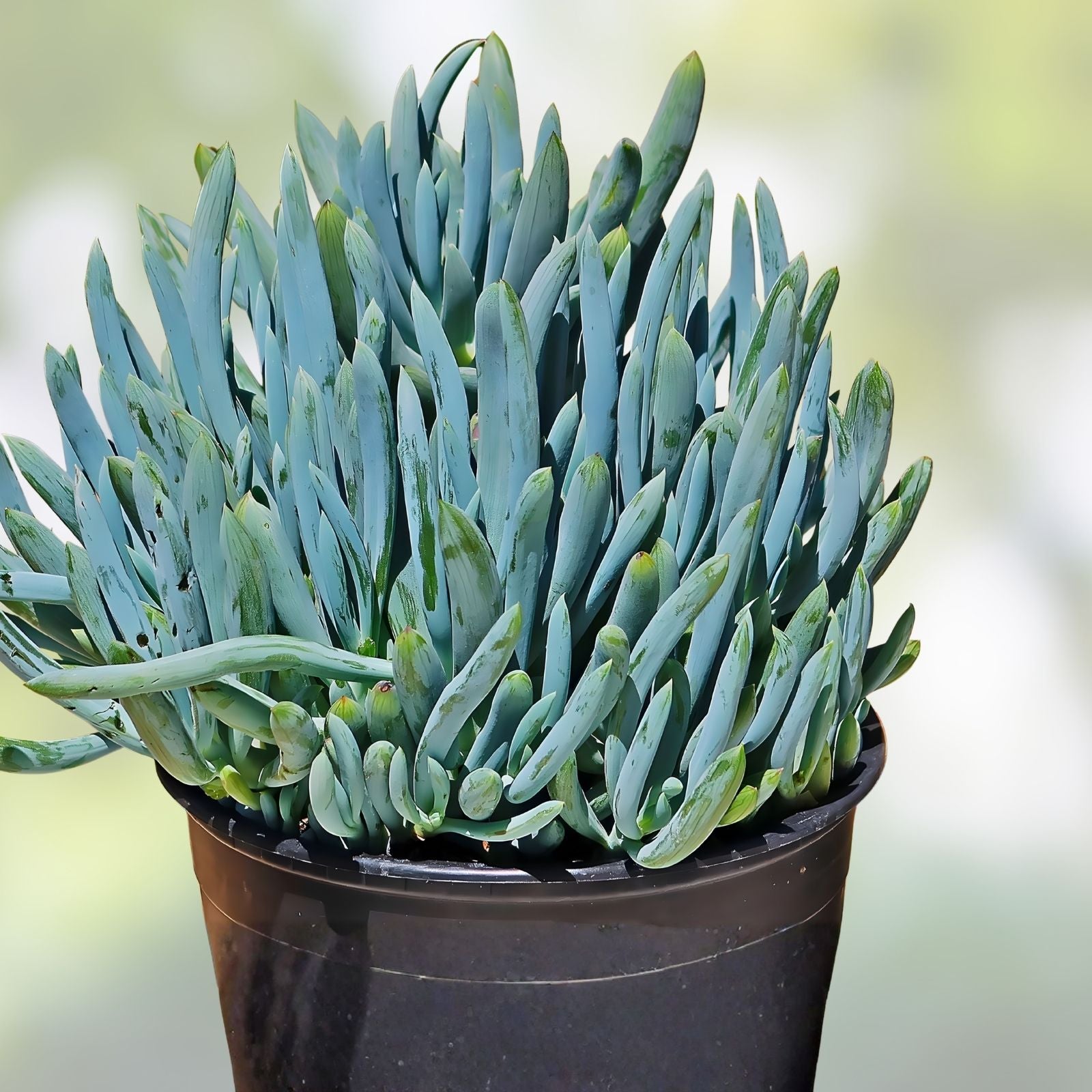 Senecio Mandraliscae Blue Chalk Sticks Succulent Cuttings - Live Plant, Drought-Tolerant, Easy Care, 5-inch