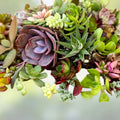 30 Assorted Succulent Cuttings 1-2" Live Plants for Fairy Gardens, Wedding Favors, Crafts, Decor
