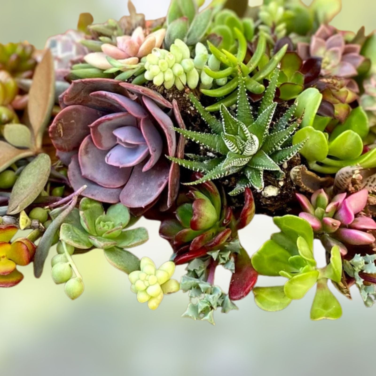 30 Assorted Succulent Cuttings 1-2" Live Plants for Fairy Gardens, Wedding Favors, Crafts, Decor