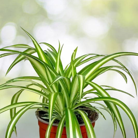 Spider Plant Pups Chlorophytum comosum Variegated Live Cuttings Indoor Plant Propagation Supplies