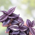 Tradescantia Zebrina Cuttings - Dark Burgundy Wandering Jew Houseplant Starter - 12 Stem Live Plant Propagation