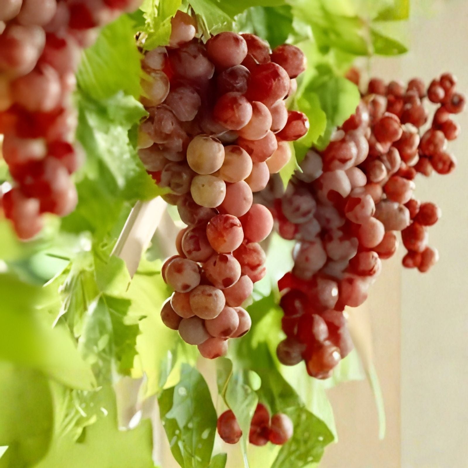 Crimson Vine Cuttings Large Red Seedless Grape Raisin Variety T110A Lot of 4 Live Plant