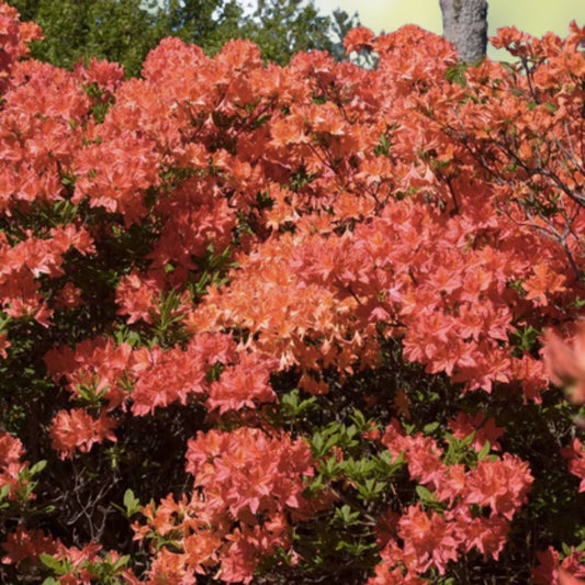 Mandarin Azalea Starter Plant Small Shrub Rhododendron Hybrid Live Garden Plant Landscape