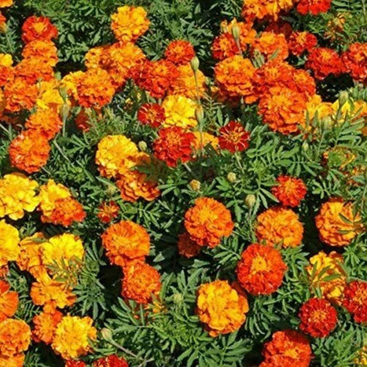 Marigold Seeds 1200 Count Multi-Colored Flower Seeds for Garden Landscaping Tagetes spp.